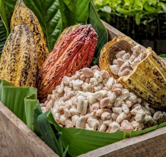 Cocoa Beans